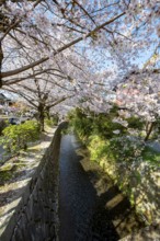 Footpath along a canal, cherry blossoms in spring, Philosopher's Path or Tetsugaku no michi, Kyoto,
