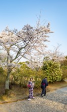 Walker wearing kimono in a park with blooming cherry trees, Kameyama Park, Sagakamenoocho, Kyoto,