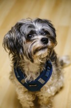Portrait of a Biewer Terrier (originally Biewer Yorkshire) sitting, studio shot