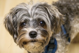 Portrait of a Biewer Terrier (originally Biewer Yorkshire), studio shot