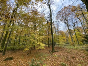 Ground covered by fallen leaves Forest soil in forest of palace gardens Park von Haus Wittringen