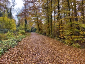 Path completely covered with leaves Footpath through forest Wittringer Wald recreation area in
