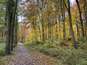 Path covered with fallen leaves Footpath through sparse forest in palace gardens Park von Haus
