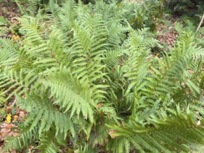 Densely growing fern ferns from a group of vascular spore plants on the roadside in the forest,