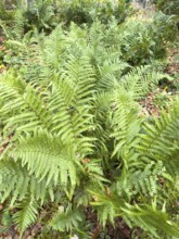 Densely growing fern ferns from a group of vascular spore plants on the roadside in the forest,