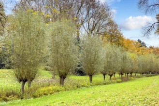 Willow willow trees (Salix) line a small stream in Wiesental, Germany