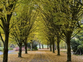 Kleine Allee Alleeweg with fallen leaves on ground in autumn, Germany