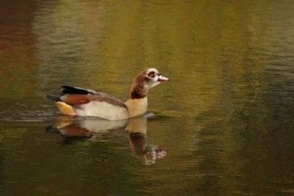 Nile goose on a lake, autumn, Germany