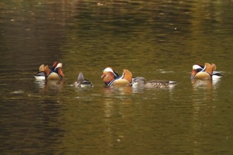 Mandarin ducks on a lake, autumn, Germany