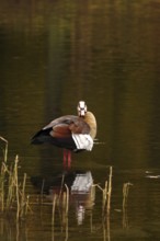 Nile goose on a lake, autumn, Germany