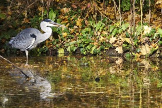 Grey heron on a lake, autumn, Germany