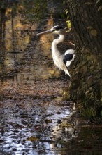 Grey heron on a lake, autumn, Germany