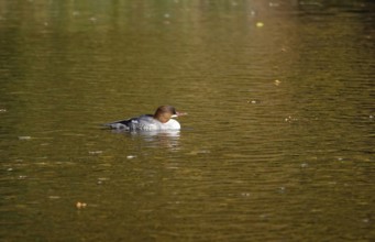 Goose sawers on a lake, autumn, Germany