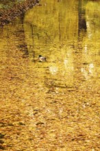 Reflection on a lake in autumn, Germany