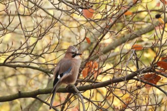 Jays (Garrulus glandarius), autumn, Germany