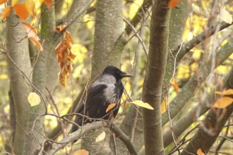 Crow on a tree, November, Germany