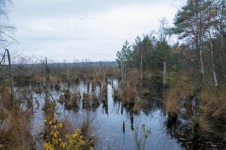 Moor, Tister Bauernmoor, Tiste, Samtgemeinde Sittensen, Lower Saxony, Germany