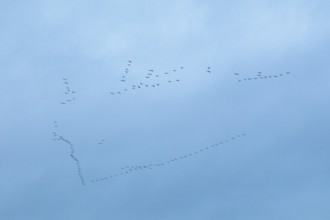 Flock of birds, cranes, Tister Bauernmoor, Tiste, Samtgemeinde Sittensen, Lower Saxony, Germany