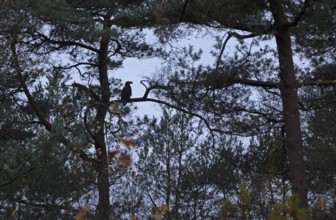 White-tailed eagle (Haliaeetus albicilla) sitting in a tree, silhouette, Tister Bauernmoor, Tiste,