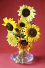 Picturesque still life with sunflowers in a vase, Germany