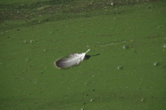 Bird feather on a body of water, Germany