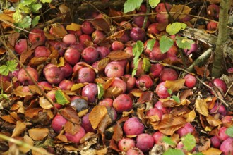 Apples, fallen fruit in the garden, autumn, Germany