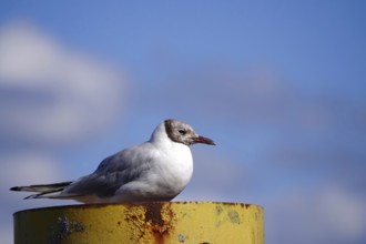 Seagull, Lake Constance, Baden-Württemberg, Germany