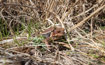 Japanese common toad (Bufo praetextatus or Bufo japonicus), lakeside, Lake Tanuki, Fujinomiya,