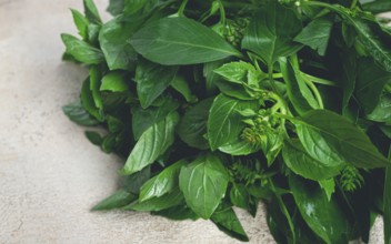 Bouquet of fresh green basil, on the table, top view, no people