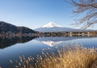 Shore with reeds, volcano Mt. Fuji is reflected in Lake Kawaguchi, Yamanashi Prefecture, Japan