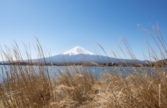 Dry reeds on the shores of Lake Kawaguchi with volcano Mt. Fuji, Yamanashi Prefecture, Japan