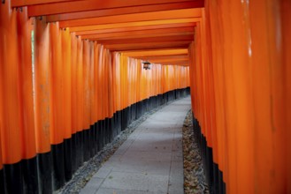 Walk through hundreds of red traditional torii gates, Fushimi Inari Taisha, Shinto Shrine, Fushimi