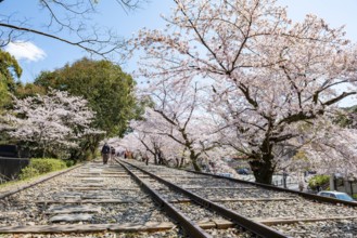 Keage Incline, Old Tracks, Blooming Cherry Trees on Disused Tracks, Hanami, Cherry Blossoms in