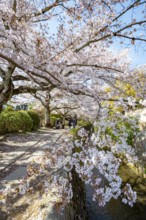 Footpath along a canal, cherry blossoms in spring, Philosopher's Path or Tetsugaku no michi, Kyoto,