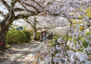 Footpath along a canal, cherry blossoms in spring, Philosopher's Path or Tetsugaku no michi, Kyoto,