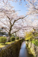 Canal lined with blooming cherry trees, cherry blossoms in spring, Philosopher's Path or Tetsugaku