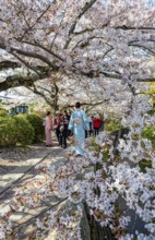 Japanese woman in kimono walking along a canal, cherry blossoms in spring, Philosopher's Path or
