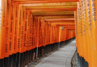 Walk through hundreds of red traditional torii gates, Fushimi Inari Taisha, Shinto Shrine, Fushimi
