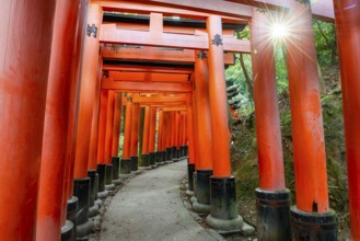Walk through hundreds of red traditional torii gates, Fushimi Inari Taisha, Shinto Shrine, Sun