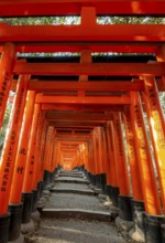 Walk through hundreds of red traditional torii gates, Fushimi Inari Taisha, Shinto Shrine, Fushimi