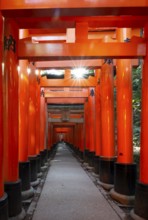 Walk through hundreds of red traditional torii gates, Fushimi Inari Taisha, Shinto Shrine, Sun