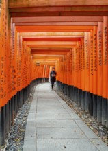 Visitors on a journey through hundreds of red traditional torii gates, Fushimi Inari-taisha, Shinto