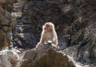 Japanese macaque (Macaca fuscata) sitting on rocks, Yamanouchi, Nagano Prefecture, Honshu Island,