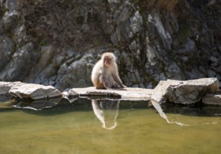 Japanese macaque (Macaca fuscata) sitting on rocks near water, Yamanouchi, Nagano Prefecture,