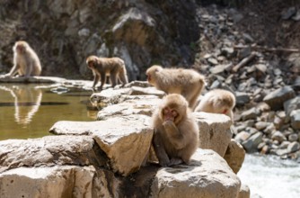 Japanese macaques (Macaca fuscata) sitting on rocks near water, Yamanouchi, Nagano Prefecture,