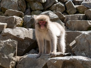 Japanese macaque (Macaca fuscata) standing on a rock, Yamanouchi, Nagano Prefecture, Honshu Island,