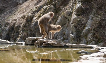 Japanese macaque (Macaca fuscata) mating on rocks near water, Yamanouchi, Nagano Prefecture, Honshu