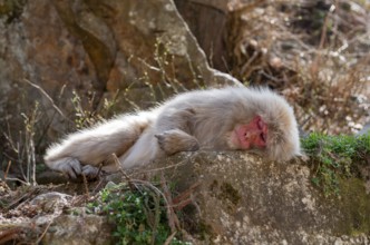 Japanese macaque (Macaca fuscata) lying sleeping on a rock, Yamanouchi, Nagano Prefecture, Honshu
