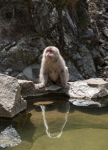 Japanese macaque (Macaca fuscata) sitting on rocks near water, Yamanouchi, Nagano Prefecture,