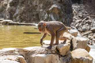 Japanese macaque (macaca fuscata), wet after bathing in water, Yamanouchi, Nagano Prefecture,